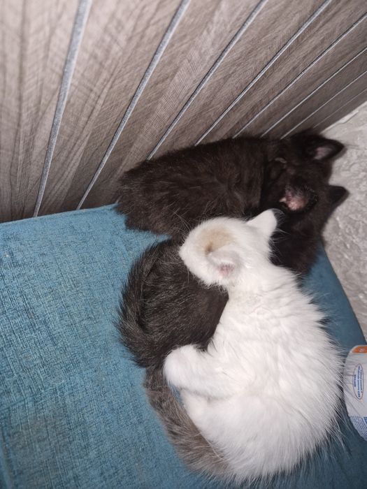 отдам котят в добрые руки