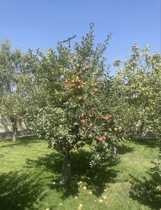 Бостонлик Туман Дача Срочно !