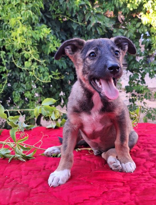 Арчик. Я хочу в семью