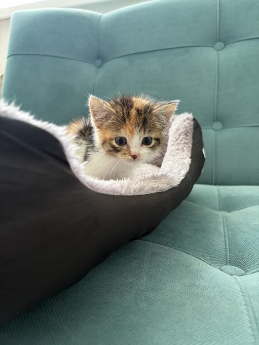 Котята девочки срочно ищут дом!