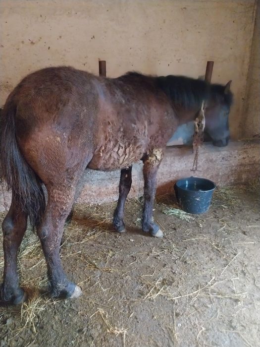 Mânz negru de vânzare