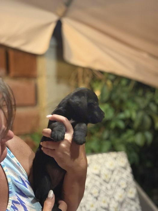 Продам щенков, помесь лабладор