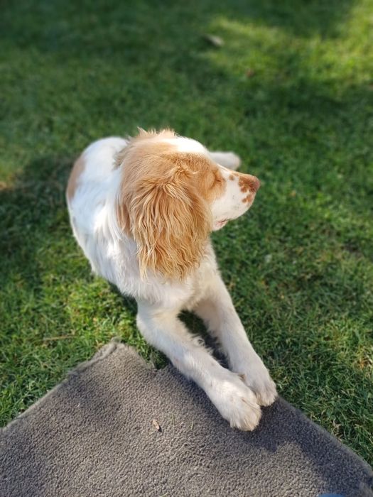 Продам английский спаниель