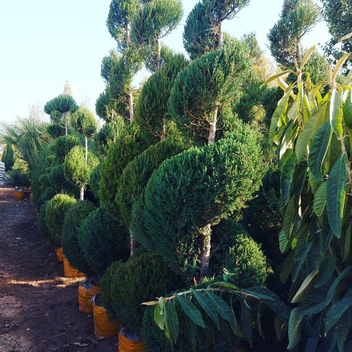 xarhil turdagi kuchatlar bor