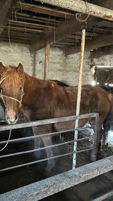 1бас еркек жабагы 2бие сатылады
