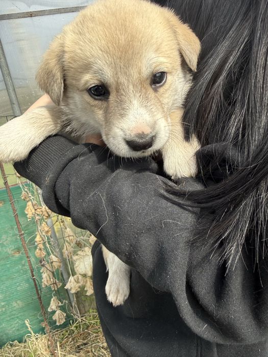 Подарявам кученца