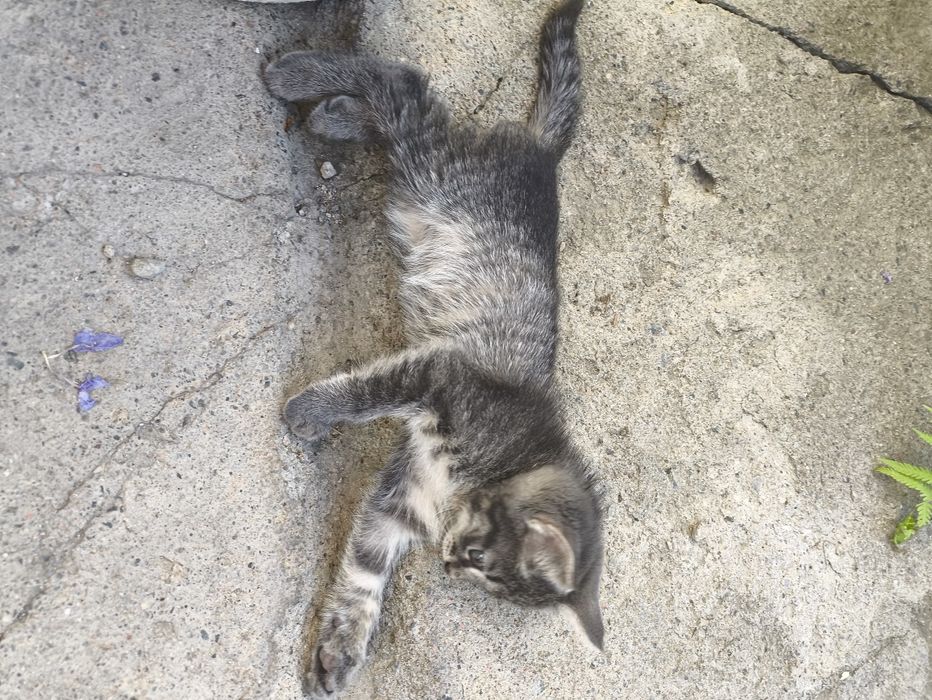 Отдам котят 1.5 месяца