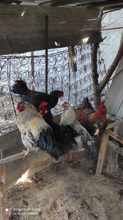 петухи и куры продам