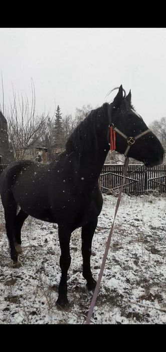 Орловский жирибец .6 лет .