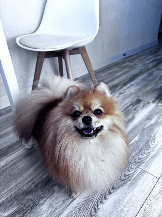 Рыжий жених ищет девочку