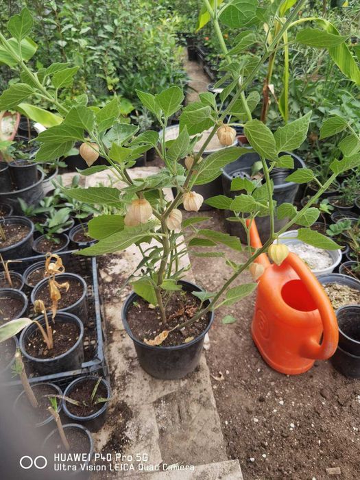 Физалис (Земна череша)