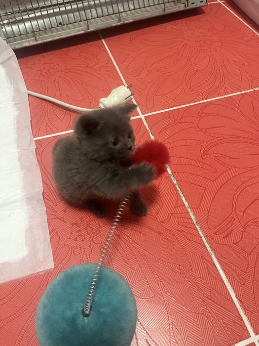 Котята британские