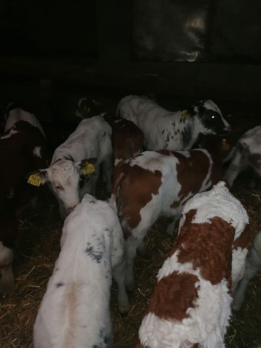 Vând tăurași și femele sugari