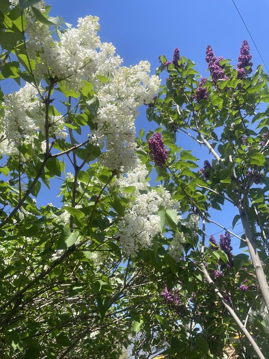 Сирень на срез для букетов