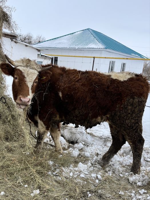 Өгіздер сатылады