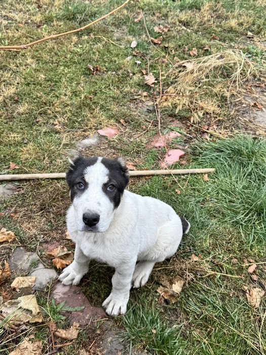 убежала собака алабай девочка