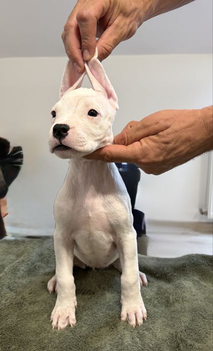De vanzare pui Dogo Argentino