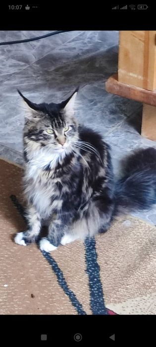 котята Мейн Кун 65 тыс.