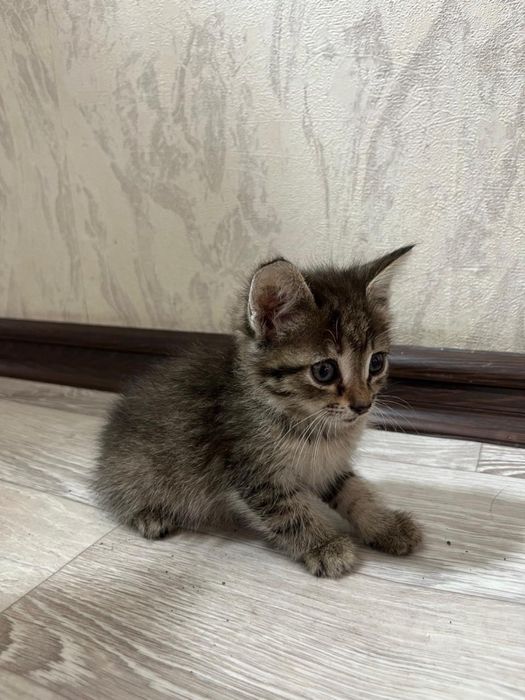 Отдам котят в хорошие руки