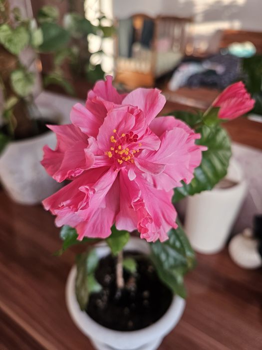 Гибискус. Китайская роза