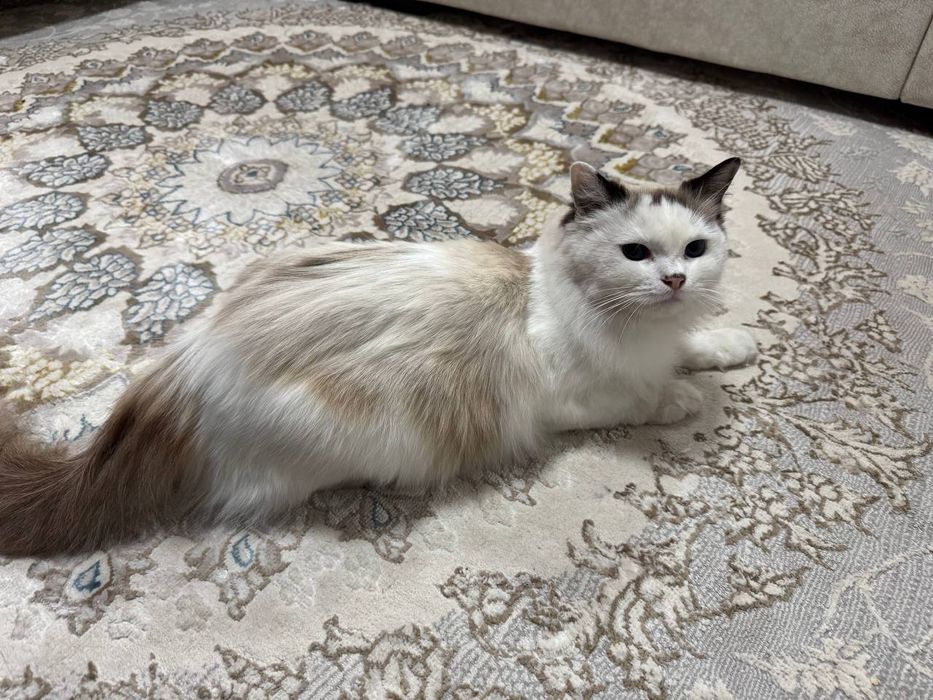 Элитная пара Regdoll с голубыми глазами