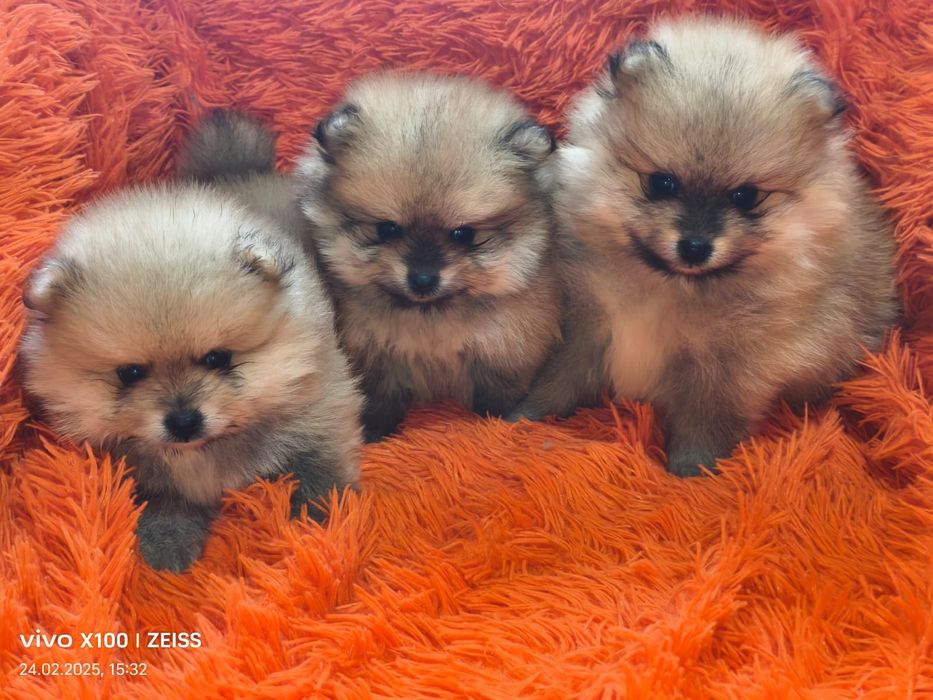 Очаровательные щенки шпица.