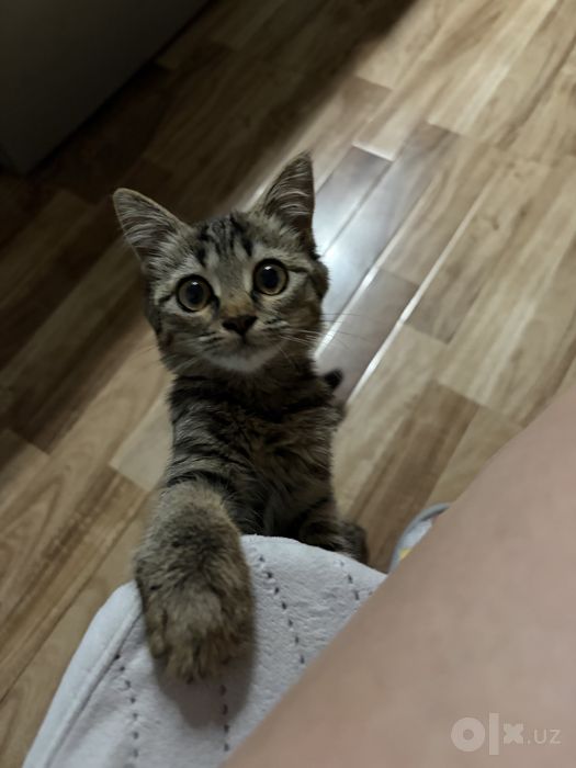 Котенок в добрые руки