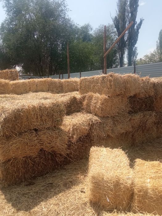 Сабан,салома сатылады.