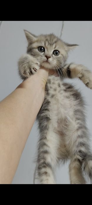 Большой выбор котят