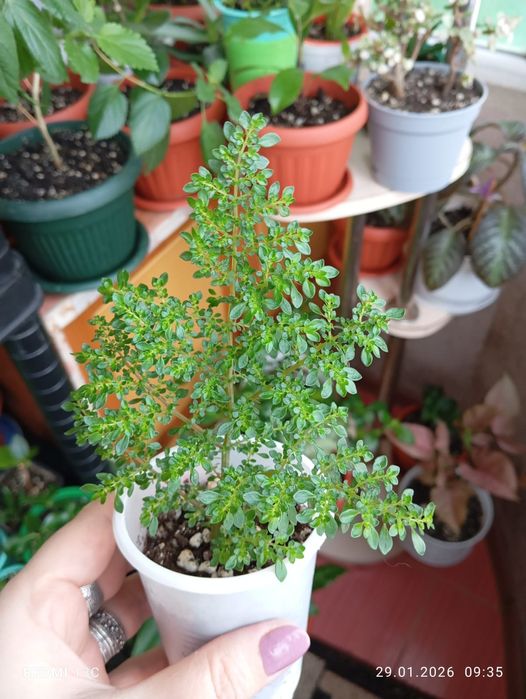 Продам отростки, суккуленты