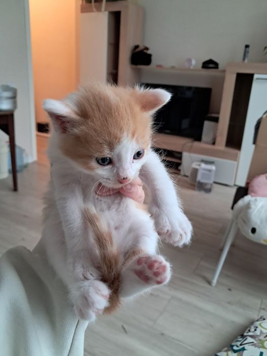 Отдам в добрые руки