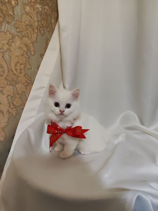 Продаётся котята