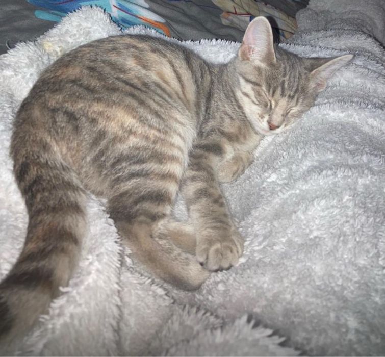 Кошка в добрые руки