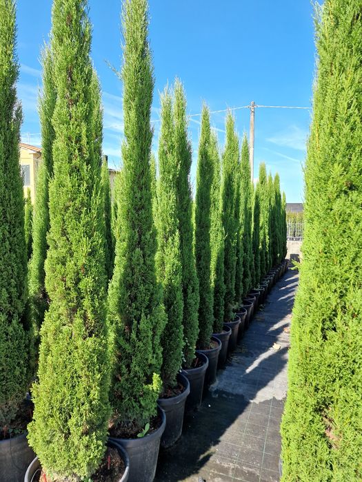 Chiparos de totem, sempervirens, tuia, cupressocyparis etc