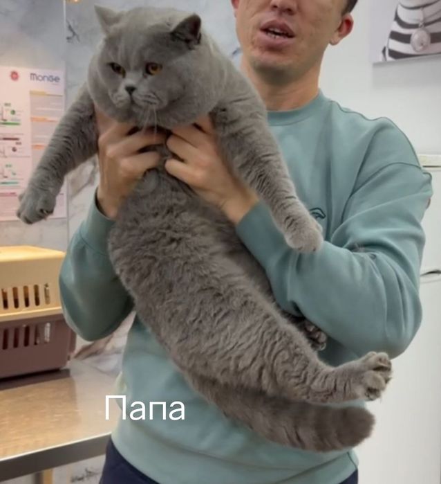 Котята шотландские мушук