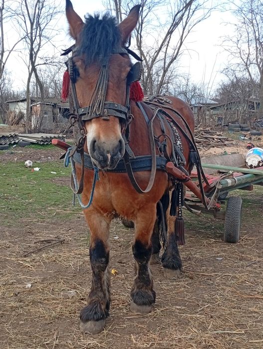 Vând său schimb cal castrat semgreu