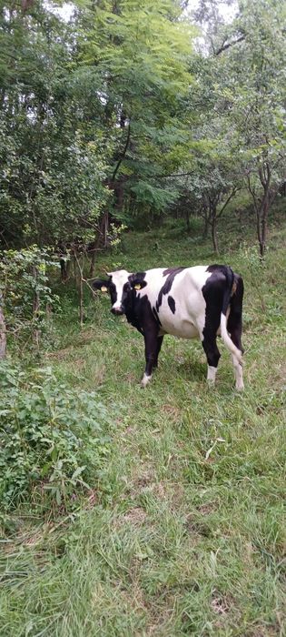 Juninca holstein