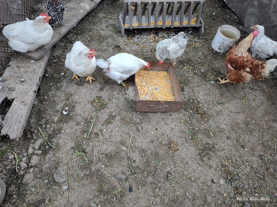 Carne gaina crescuta cu cereale, judet iasi
