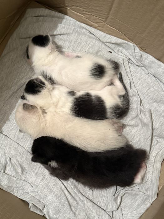 Котята 1 месяц , отдаем в добрые руки