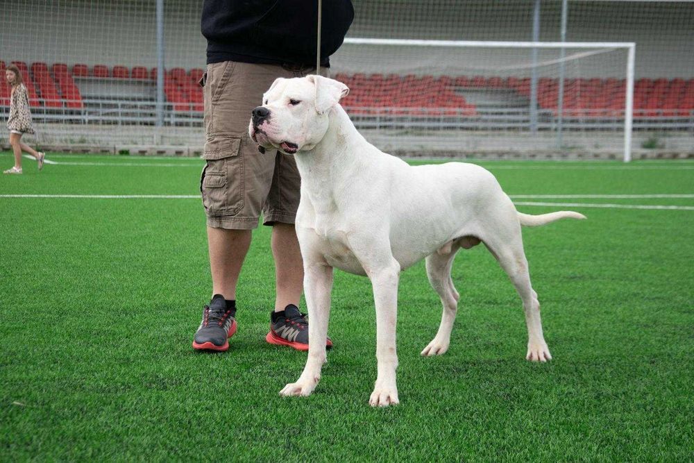 Dog Argentinian mascul 28 luni