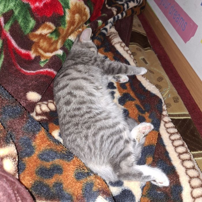 Кошка,марғау зовут Лиа