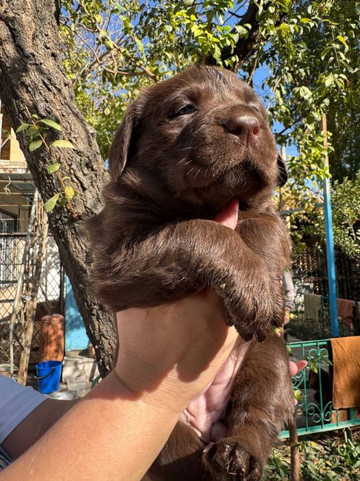 Продажа щенков лабрадора