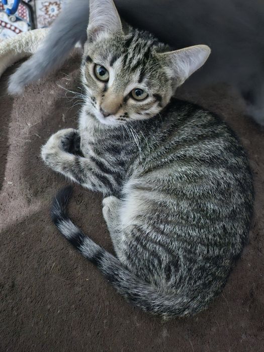 Отдам котят в хорошие руки