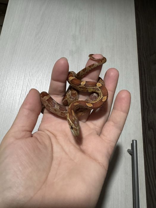 Змея - маиский полоз