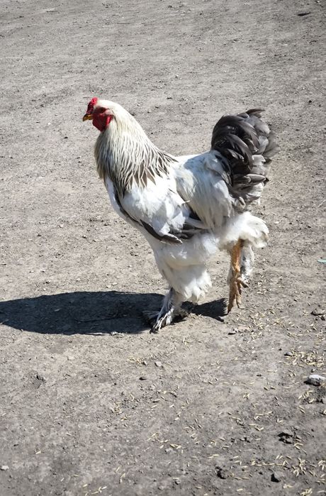 Disponibil Cocoș Brahma HD