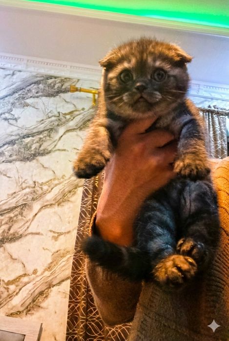 Скоттиш-фолд (2 Oylik) Черный серебристый классический полосатый кот