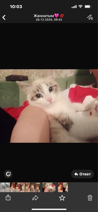 Котенки шотландцы.