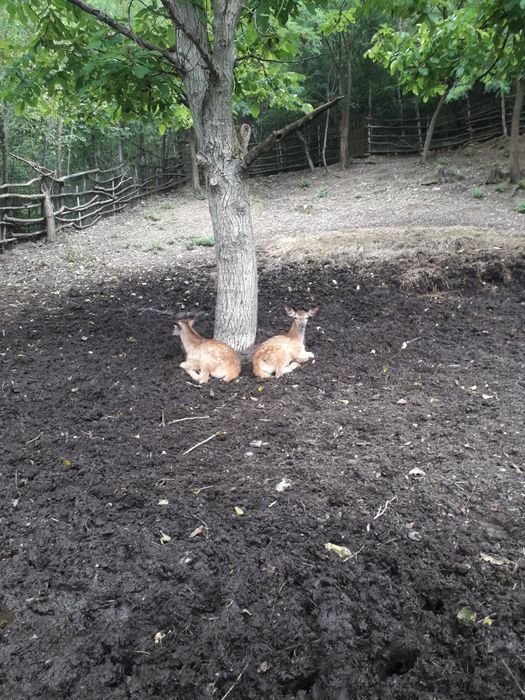 De vinzare o pereche de iezi carpatini