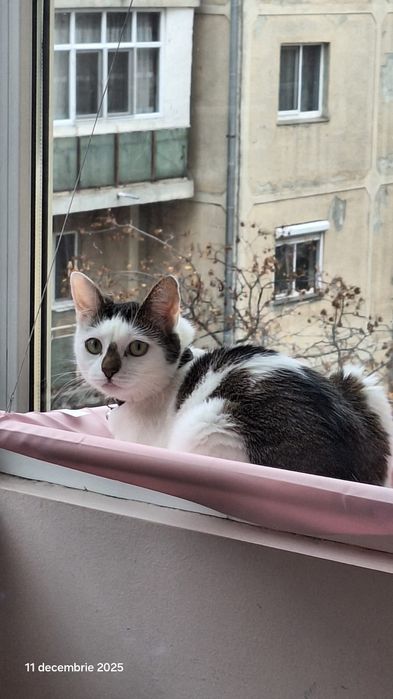 Ancuța își caută o nouă familie. Gratuit împreună cu toate accesoriile.