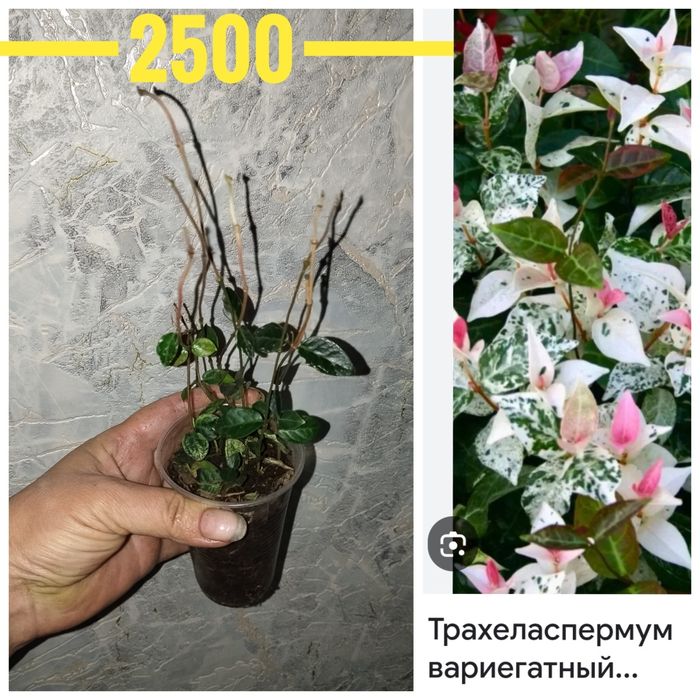 Цветы садовые и комнатные